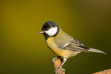 Carbonero © fabiodamian