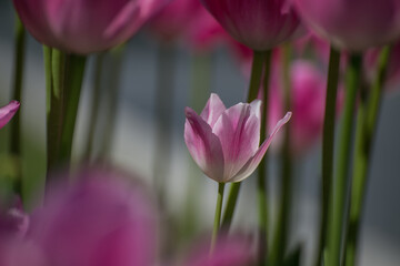 The unique beauty of the tulip garden under the sunlight brightened my day.