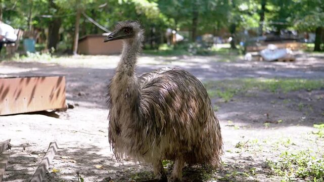 An emu stands in the park on a sunny summer day. The large, flightless bird with shaggy gray and brown feathers is a unique sight in this urban setting. This video evokes a sense of calm and curiosity
