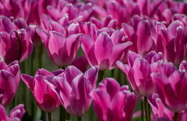 Obraz premium The unique beauty of the tulip garden under the sunlight brightened my day.