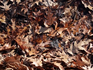 Winter Oak Leaf Texture on a Water Puddle, Early December in Colorado