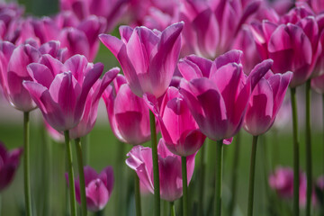 Fototapeta premium The unique beauty of the tulip garden under the sunlight brightened my day.
