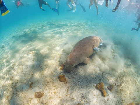 Group of tourists swimming close to sea cow or dugong, during encounter in Marsa Mubarak, everyone trying to see the animal