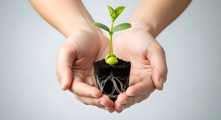 Soybean plant seedling