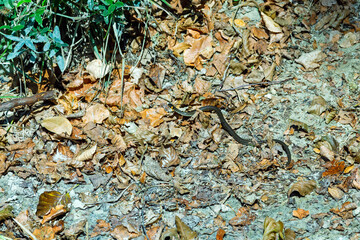 Grass snake on land