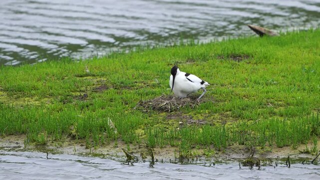 An adult pied avocet (Recurvirostra avosetta) sitting down on its nest with eggs