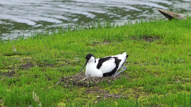 An adult pied avocet (Recurvirostra avosetta) sitting down on its nest with eggs