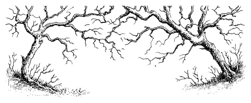 Panoramic landscape sketch of old gnarly trees forming a natural archway