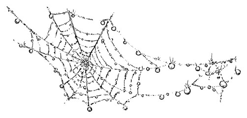 Hand drawn sketch of a spider web with hanging dew drops