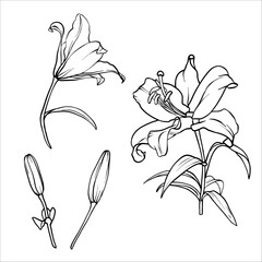 Lilies vector set. Flower graphic illustration. Lily drawing in line art style. Flower sketch painted by black inks. Collection of lily flowers. Vector lili clip art. Outline of Lilies engraving EPS10