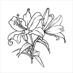 A bouquet of lily flowers. Vector Lilies illustration. Flower drawing in line art style. Botanical sketch Lily painted by black inks. Bouquet of Lilies. Graphics element outline of Flower EPS10