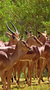 Vertical video, group of impala antelopes looking in different directions