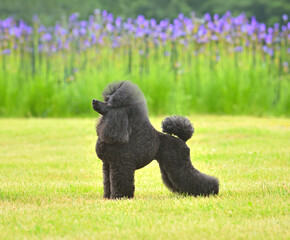 Adorable black show class toy poodle standing on green grass