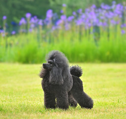 Adorable black show class toy poodle standing on green grass