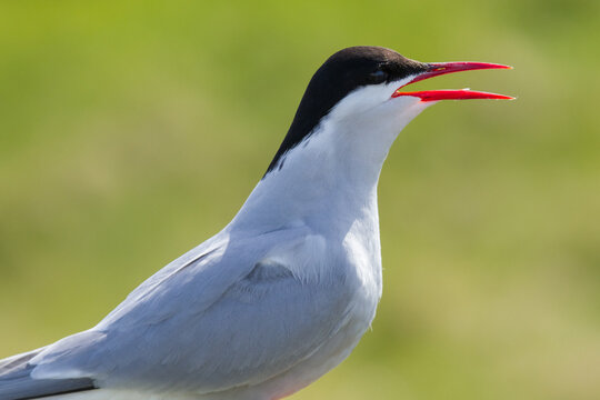 Portrait of an arctic tern