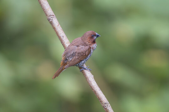 Scaly-breasted munia, spotted munia, nutmeg mannikin or spice finch - Lonchura punctulata perched on a thin, rain-dappled branch in a lush, green natural setting. Photo from Sasan Gir in India.