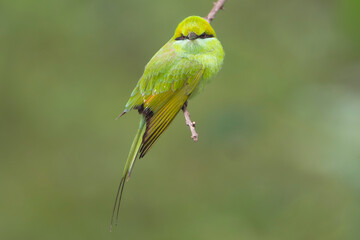 Asian green bee-eater, little green bee-eater  - Merops orientalis perched on a twig in Sasan Gir,...