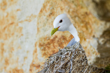 portrait of a kittiwake nesting on a cliff
