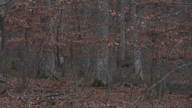 Chamois walking through forest edge in winter landscape