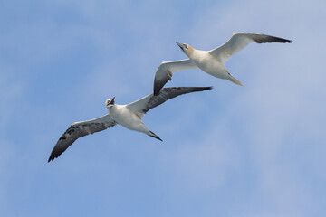 Fototapeta premium two flying interacting gannets