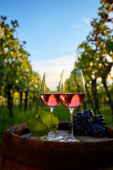 Two glasses of rose wine on an old wooden barrel in a vineyard between rows 
