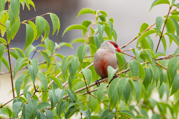 Ave bico-de-lacre-comum (Estrilda astrild), também conhecido como bico-de-lacre-de-santa-helena