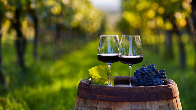 Two glasses of red wine on an old wooden barrel in a vineyard between rows 