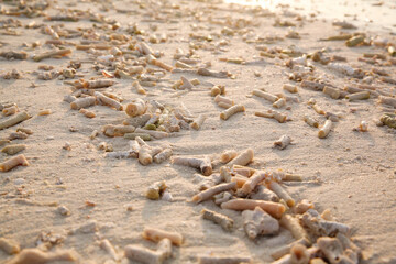 Scattered Seashells on Beautiful Sandy Beach Coastline