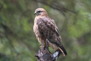 Fototapeta premium White-eyed Buzzard - Butastur teesa perches on a weathered stump captured at Sasan Gir, Gujarat in India.