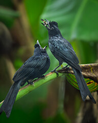 Greater Racket-tailed Drongo or Dicrurus paradiseus perched in a branch of banana tree and feeding juvenile drongo.