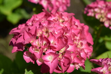 ピーチ姫（アジサイ）