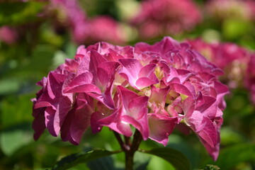 ピーチ姫（アジサイ）