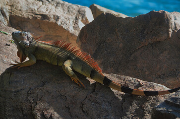 male green iguana