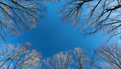 leafless tree branches stretch upward against a crisp blue sky
