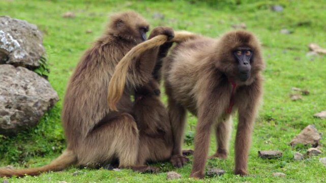 Geladas (Gelada baboon, Theropithecus gelada) live in family groups, and the females are very close to each other. Ethiopia, Simien Mountains National Park