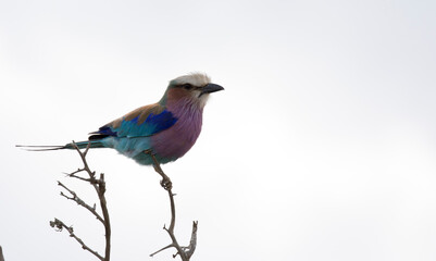 Photo of  lilac breasted roller