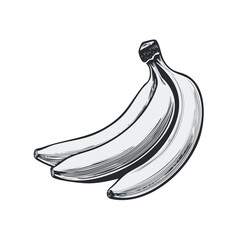 Sketch of Three Ripe Yellow Bananas Ready to Eat Represented in Detailed Vector Art Illustration