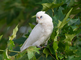 Little Corella (Cacatua sanguinea), also known as the short-billed corella, bare-eyed cockatoo, blood-stained cockatoo, and little cockatoo perched in a Maple with green leaves.