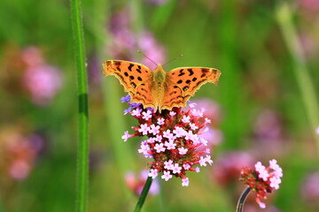 Orange Butterfly on Pink Flowers in Garden