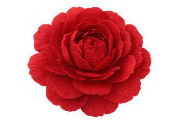 Red camellia flower blooming close-up, isolated botanical element with transparent background