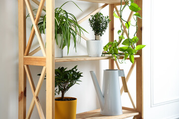 Different green houseplants and watering can on wooden shelving unit indoors, closeup