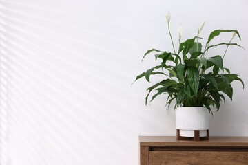 Beautiful green houseplant on wooden dresser near white wall indoors, space for text