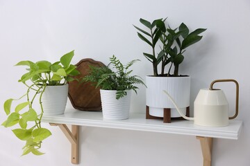 Different green houseplants and watering can on white shelf indoors