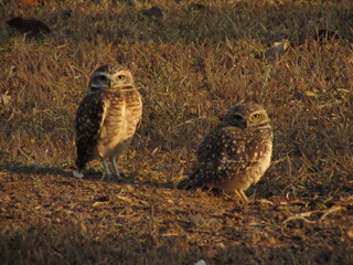Burrowing owl