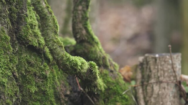 Moss and lichen growing on tree trunk in forest