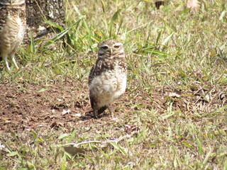 Burrowing owl