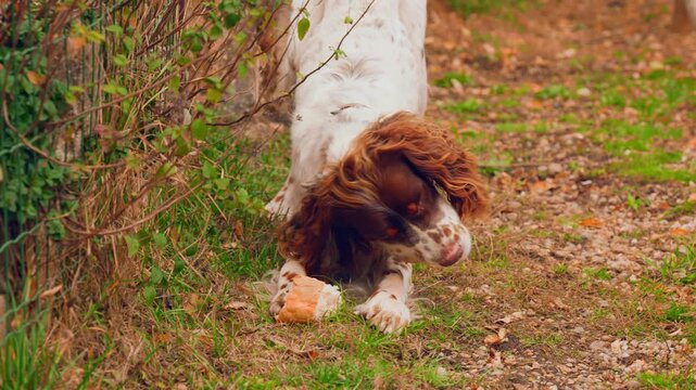 Adorable springer spaniel dog eating bread outdoors
