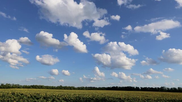 A green field under a soft sky with scattered clouds and a dense line of trees in the background add depth to this serene agricultural landscape. A field of yellow rapeseed.