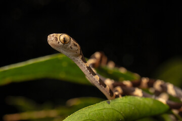 An Amazonian snake resting on a Himantodes cenchoa, surrounded by lush tropical foliage. A striking wildlife close-up highlighting rainforest biodiversity, natural camouflage