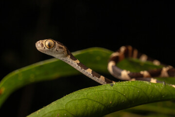 An Amazonian snake resting on a Himantodes cenchoa, surrounded by lush tropical foliage. A striking wildlife close-up highlighting rainforest biodiversity, natural camouflage